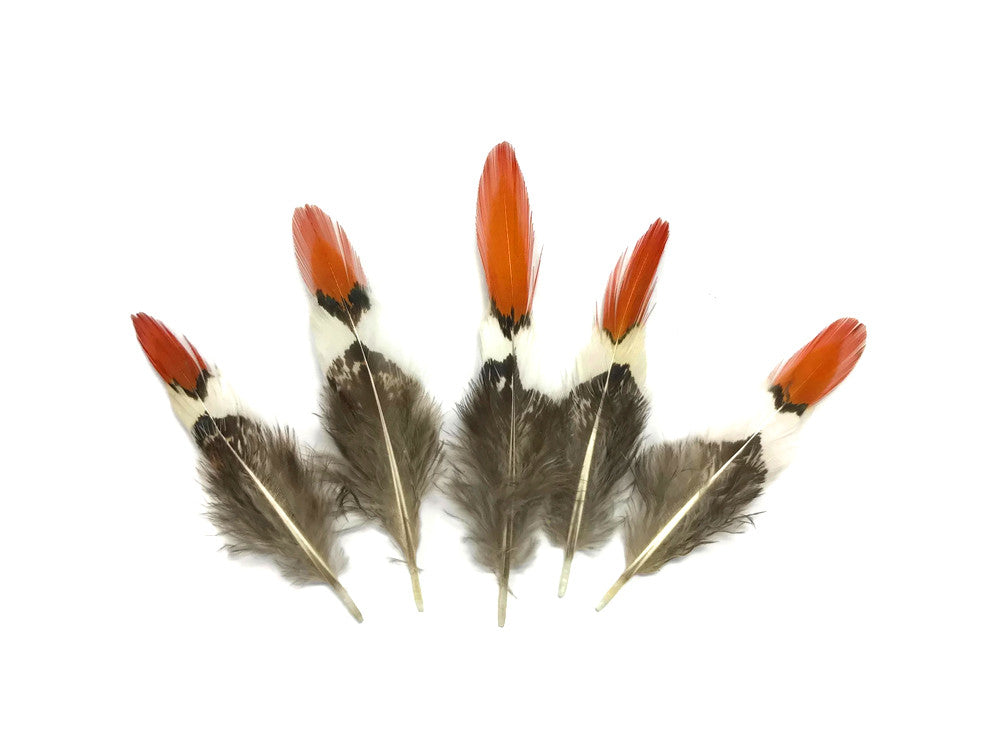 5 Pieces - 2-4" Mini Natural Orange Tips Lady Amherst Pheasant Feather