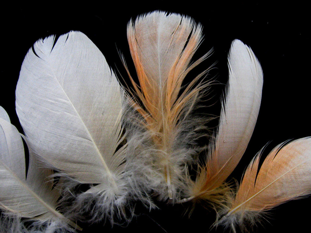 6 Pieces - Small White & Peach Major Mitchell Leadbeater's Cockatoo Plumage Feathers