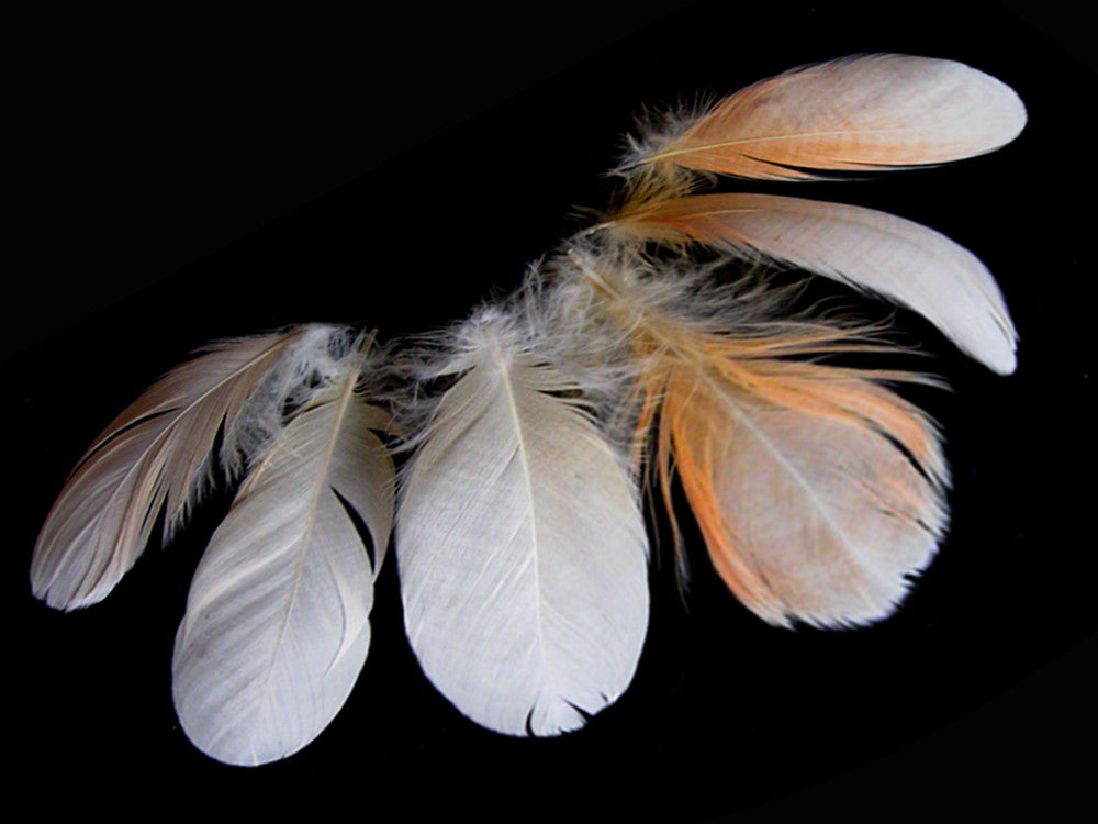 6 Pieces - Small White & Peach Major Mitchell Leadbeater's Cockatoo Plumage Feathers