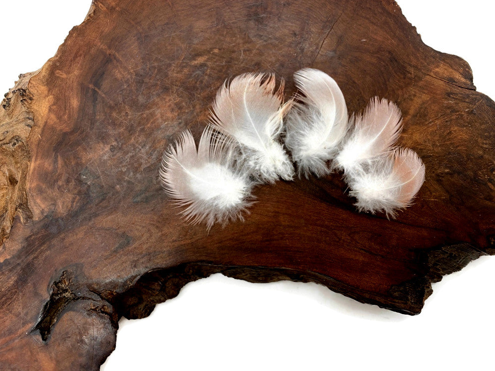 6 Pieces - Small White & Peach Major Mitchell Leadbeater's Cockatoo Plumage Feathers