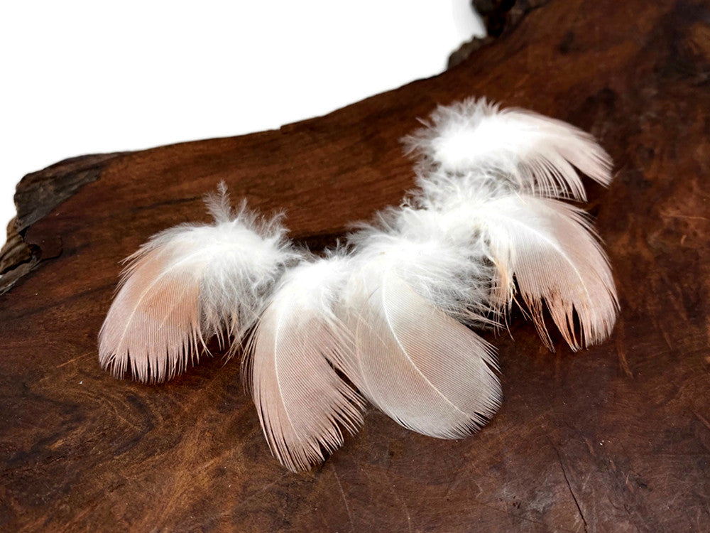 6 Pieces - Small White & Peach Major Mitchell Leadbeater's Cockatoo Plumage Feathers