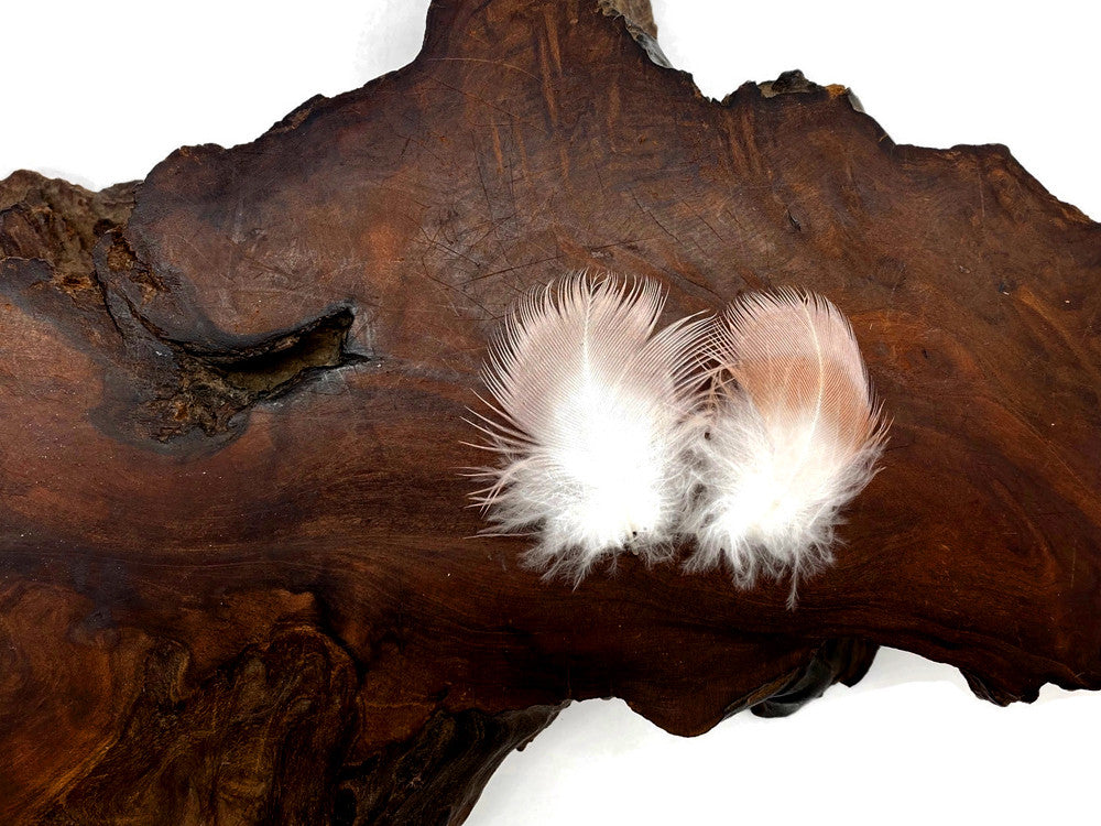 6 Pieces - Small White & Peach Major Mitchell Leadbeater's Cockatoo Plumage Feathers