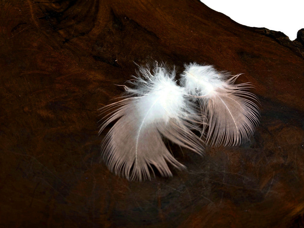 6 Pieces - Small White & Peach Major Mitchell Leadbeater's Cockatoo Plumage Feathers