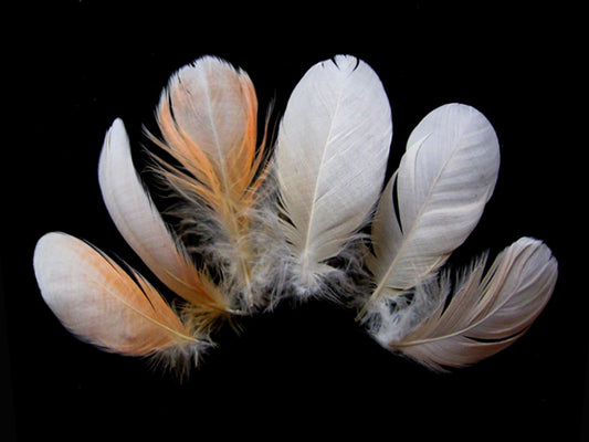 6 Pieces - Small White & Peach Major Mitchell Leadbeater's Cockatoo Plumage Feathers