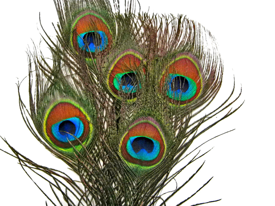 10 Pieces - 6-8" Small Eye Natural Iridescent Green Peacock Tail Feathers