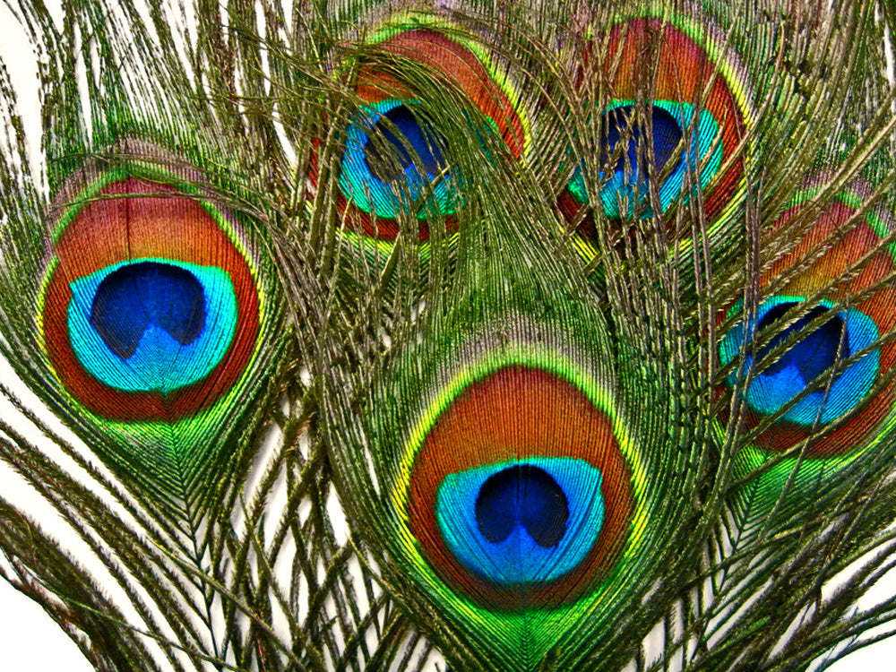 10 Pieces - 6-8" Small Eye Natural Iridescent Green Peacock Tail Feathers