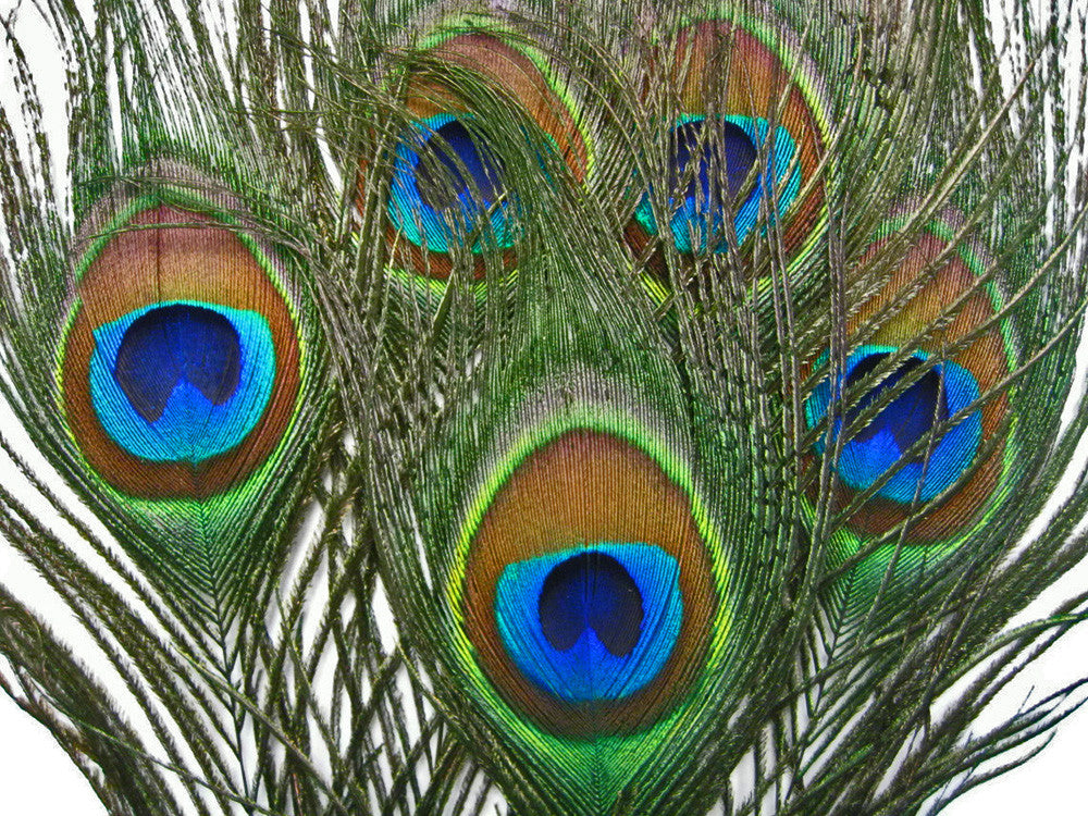 10 Pieces - 6-8" Small Eye Natural Iridescent Green Peacock Tail Feathers