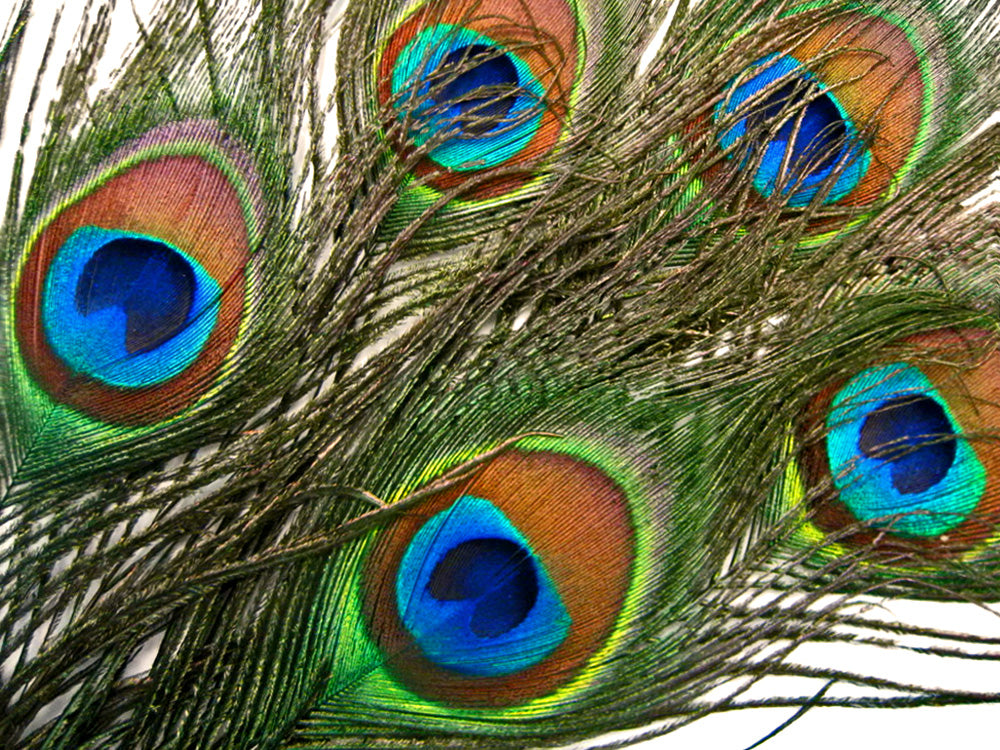 10 Pieces - 6-8" Small Eye Natural Iridescent Green Peacock Tail Feathers