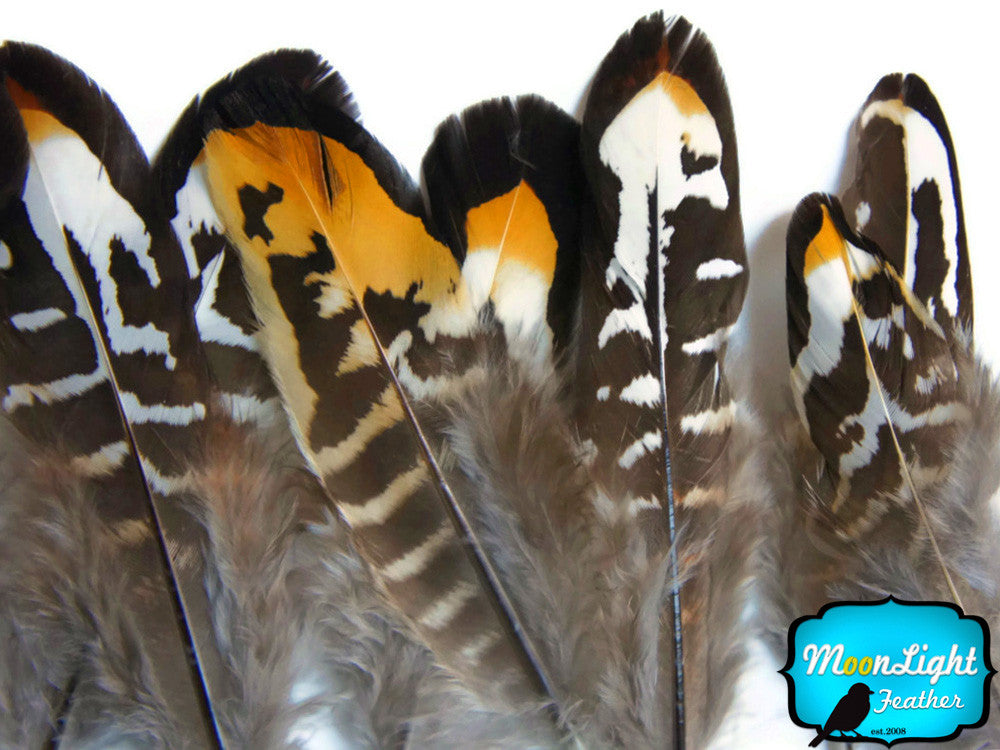 6 Pieces - Golden Yellow Reeves Venery Pheasant Small Quill Feathers