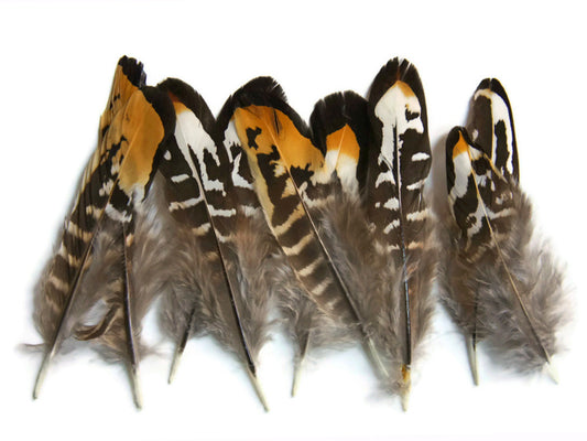 6 Pieces - Golden Yellow Reeves Venery Pheasant Small Quill Feathers