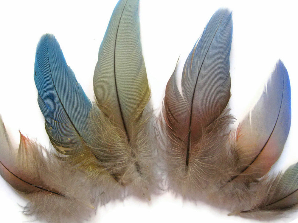 4 Pieces - Small Natural Blue Covert Wing Scarlet Macaw Rare Feathers