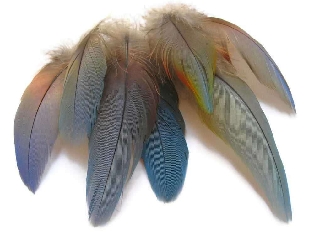 4 Pieces - Small Natural Blue Covert Wing Scarlet Macaw Rare Feathers