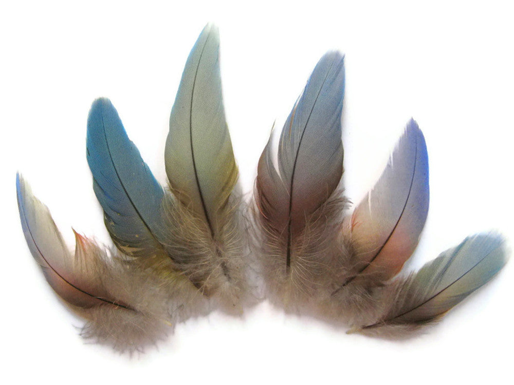 4 Pieces - Small Natural Blue Covert Wing Scarlet Macaw Rare Feathers