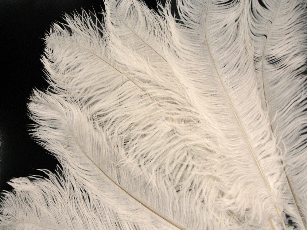 10 Pieces - 17-19" Off White Large Bleached Ostrich Drabs Body Feathers