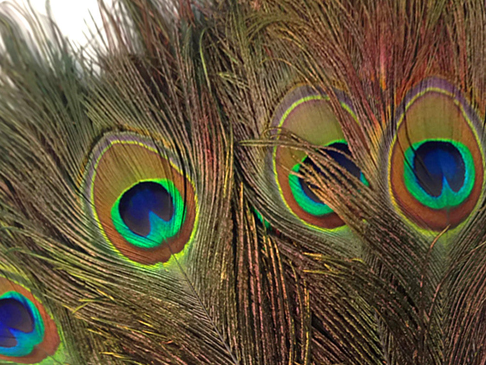 200 Pieces - 10-12" Natural Iridescent Green Peacock Tail Eye Wholesale Feathers (Bulk)