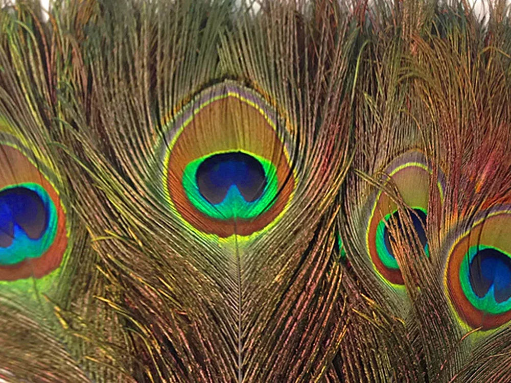 Vibrant iridescent peacock feathers with colorful eye patterns for crafts and decor.