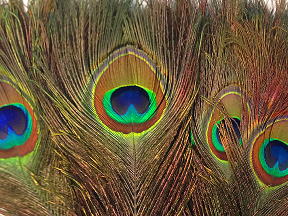 50 Pieces - 35-40" Natural Long Iridescent Peacock Tail Eye Wholesale Feather (Bulk)