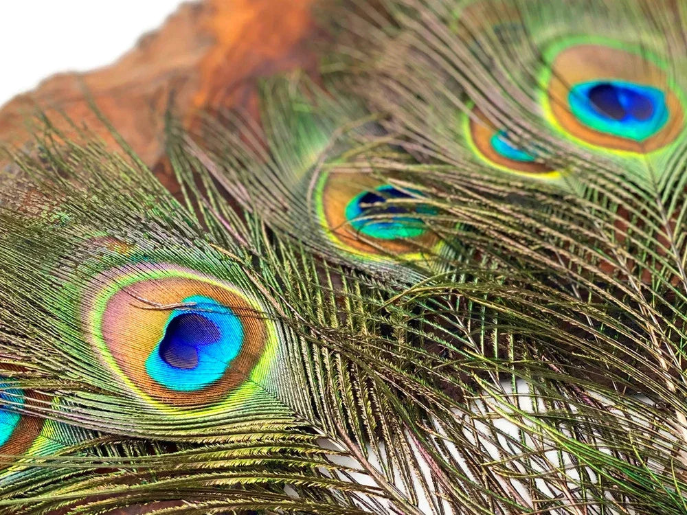 Vibrant peacock feathers with iridescent blue and green eye patterns for crafts and decor.