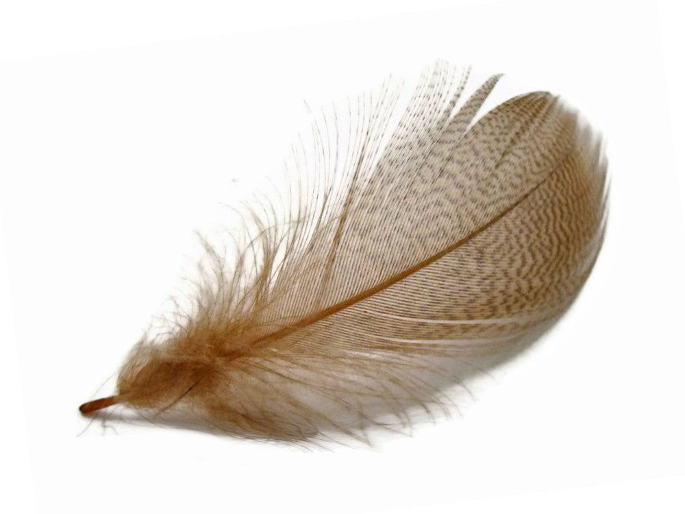 1 Dozen - Tan Mallard Duck Flank Plumage Feathers