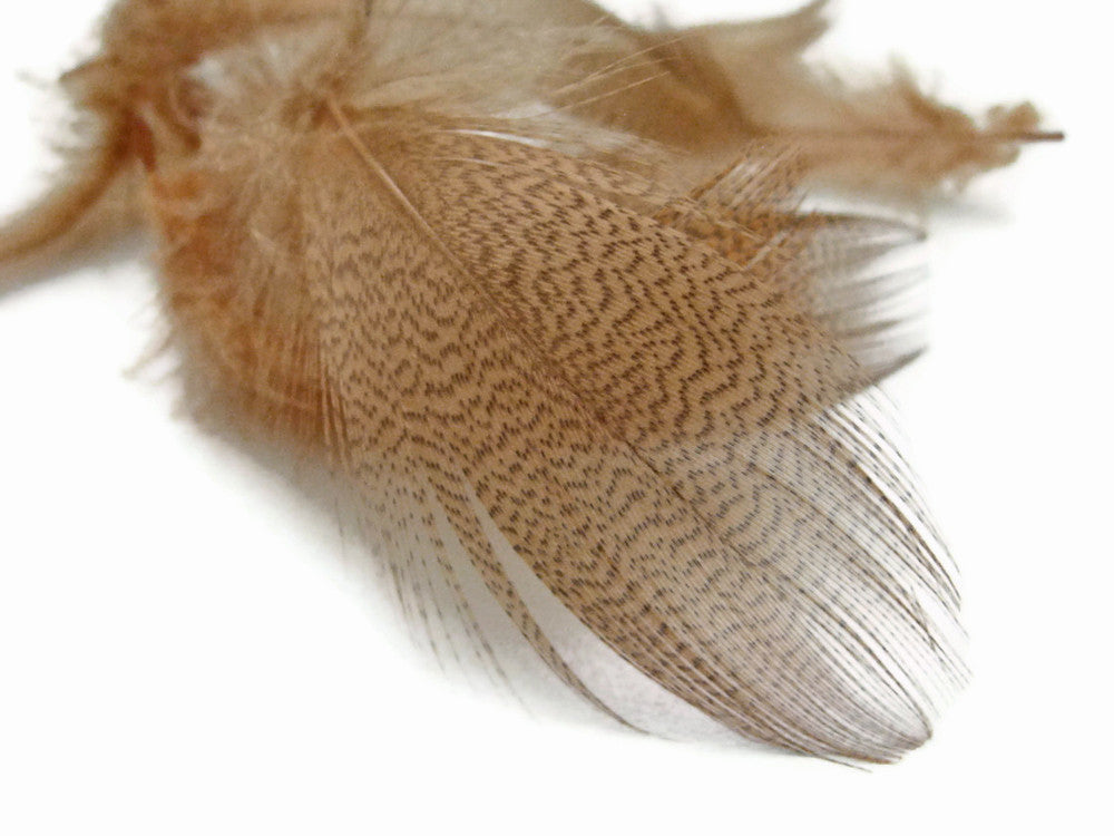 1 Dozen - Tan Mallard Duck Flank Plumage Feathers