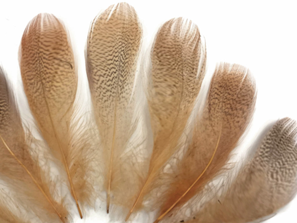 1 Dozen - Tan Mallard Duck Flank Plumage Feathers