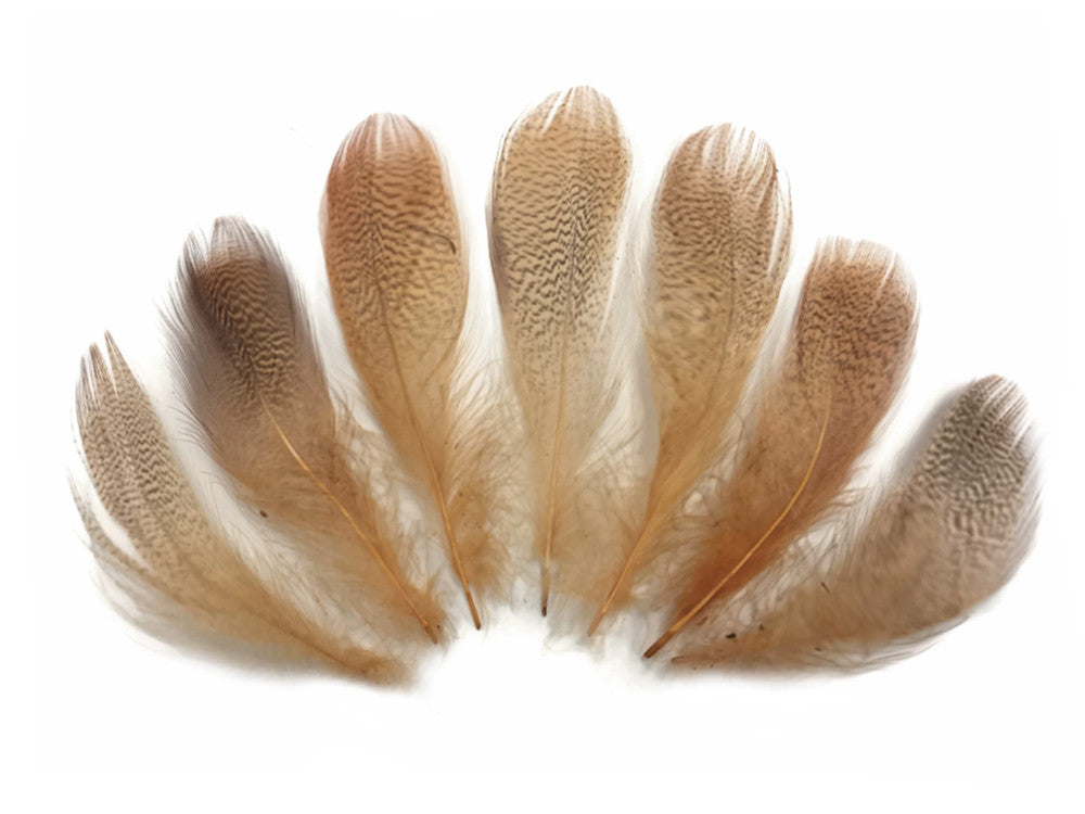 1 Dozen - Tan Mallard Duck Flank Plumage Feathers