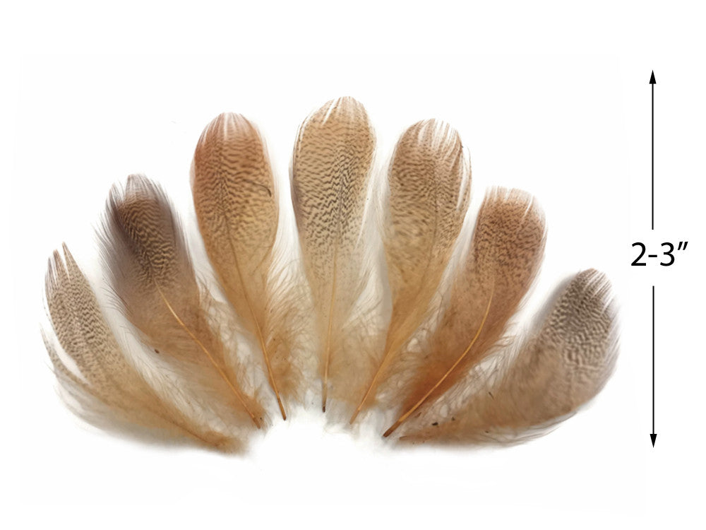 1 Dozen - Tan Mallard Duck Flank Plumage Feathers