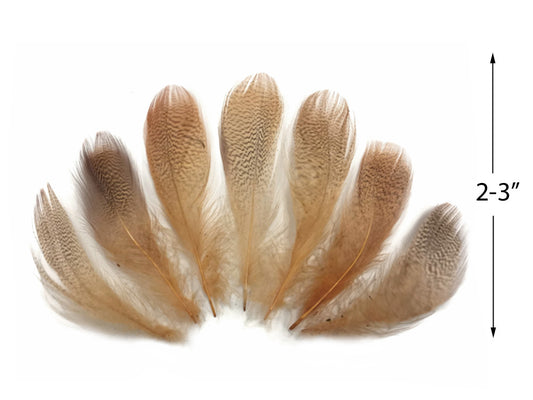 1 Dozen - Tan Mallard Duck Flank Plumage Feathers