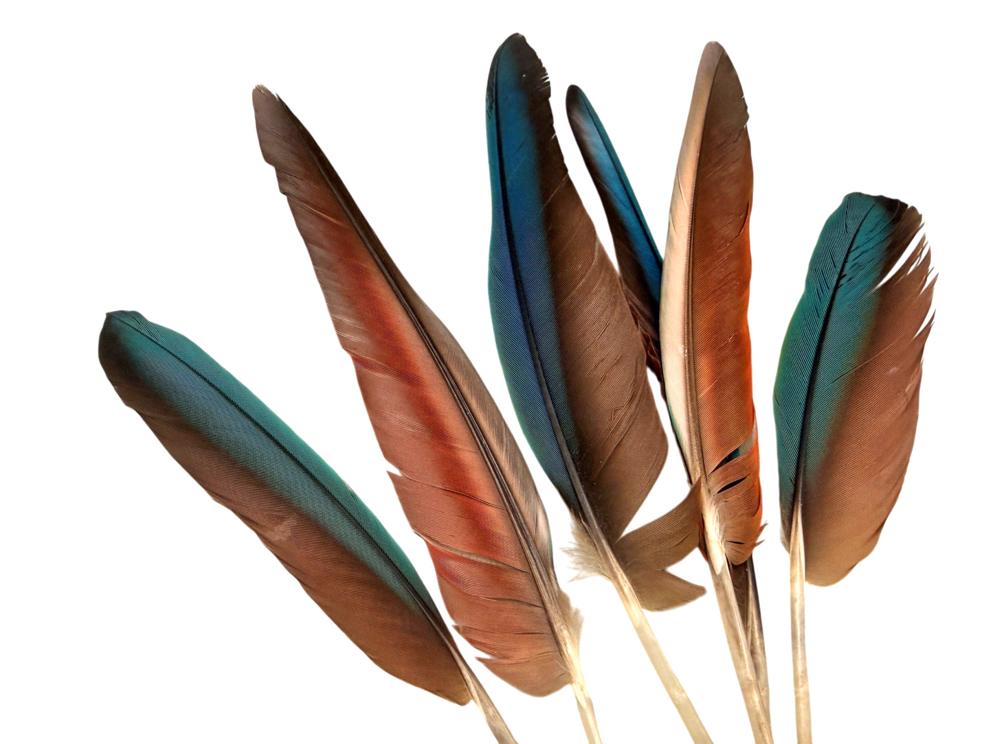4 Pieces - 6-8" Teal Blue & Red Hybrid Macaw Wing Feather -Rare-