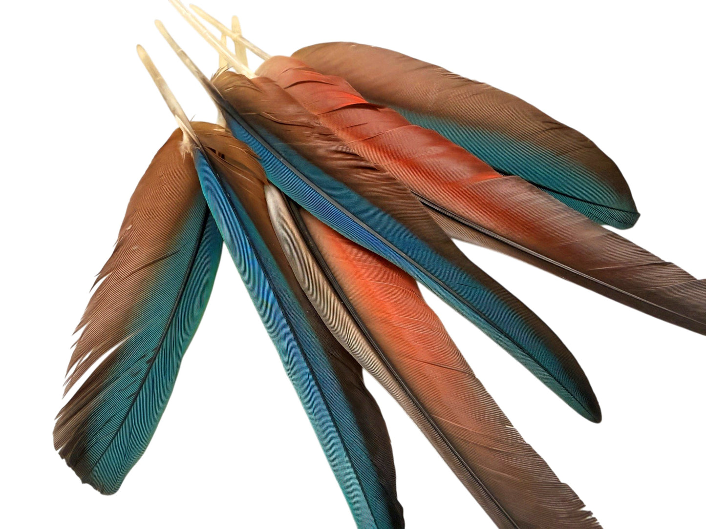 4 Pieces - 6-8" Teal Blue & Red Hybrid Macaw Wing Feather -Rare-