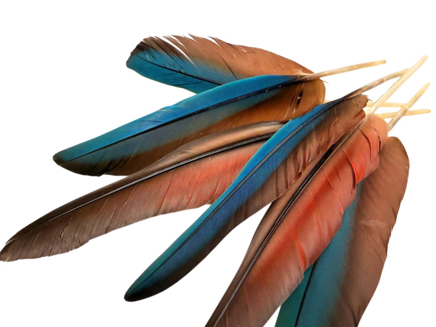 4 Pieces - 6-8" Teal Blue & Red Hybrid Macaw Wing Feather -Rare-
