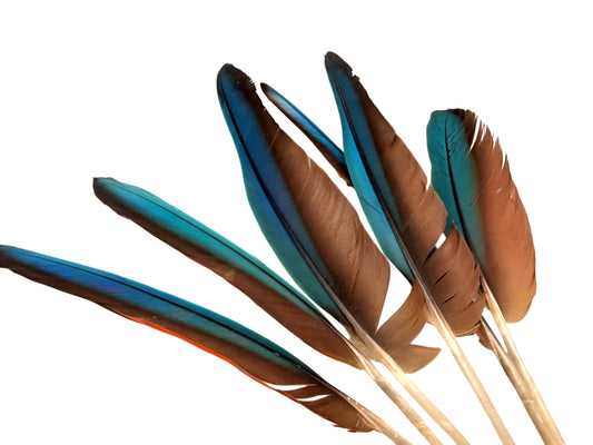 4 Pieces - 6-8" Teal Blue & Red Hybrid Macaw Wing Feather -Rare-