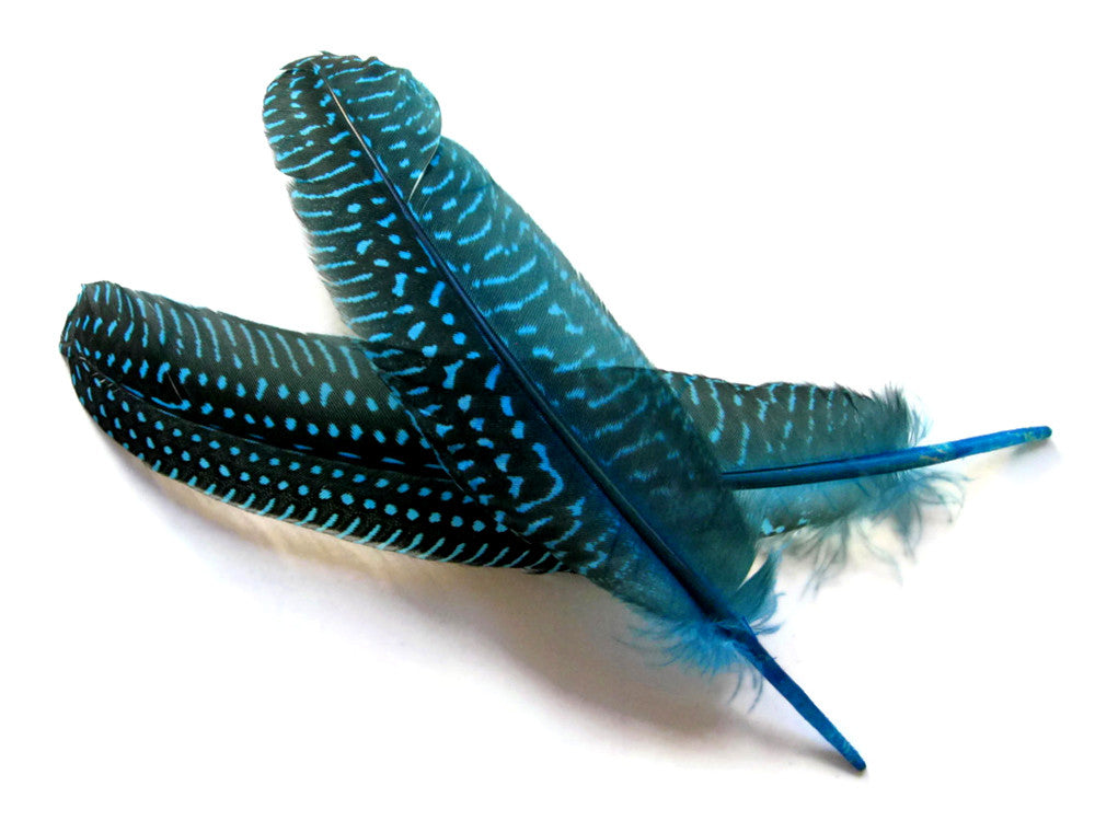 1/8 lb. Turquoise Blue Polka Dot Guinea Fowl Wing Quills Wholesale Feathers (Bulk)