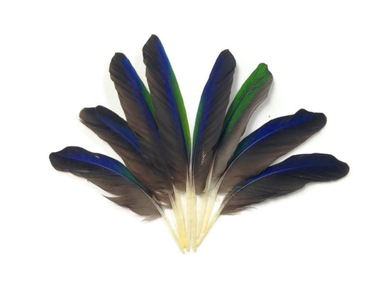 4 Pieces - Blue And Green Amazon Tiny Parrot Wing Feathers -Rare-