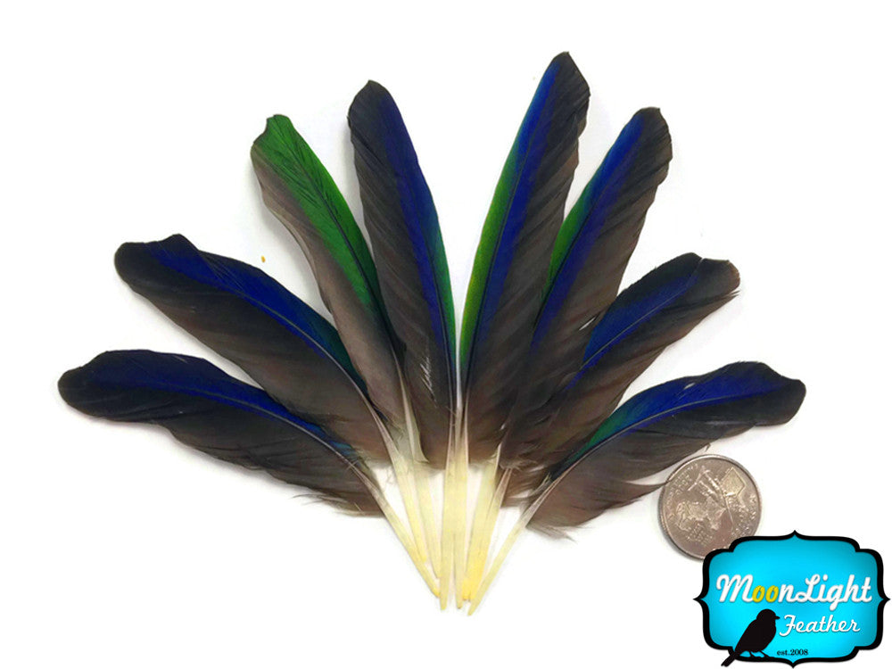 4 Pieces - Blue And Green Amazon Tiny Parrot Wing Feathers -Rare-