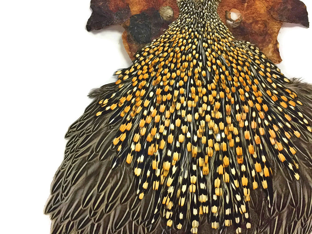 1 Piece - Top Grade Natural Gold Jungle Cock Cape Complete Skin Pelt With Feather (bulk)