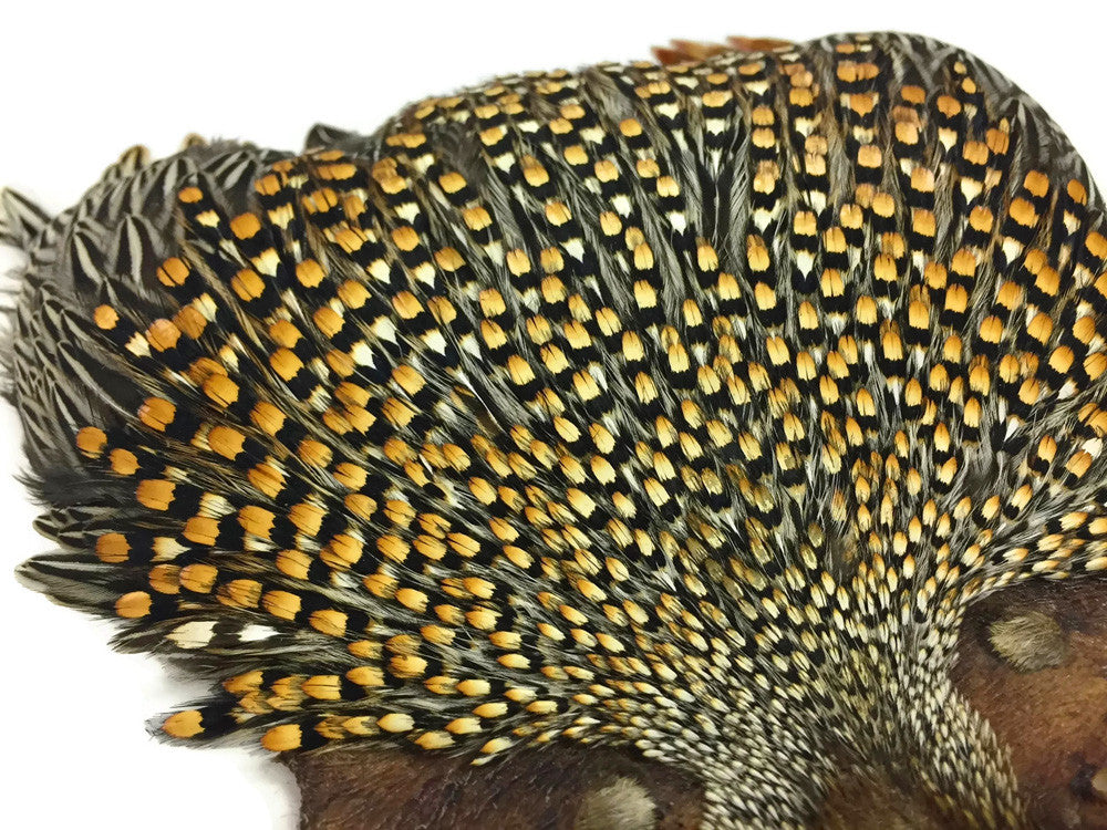 1 Piece - Top Grade Natural Gold Jungle Cock Cape Complete Skin Pelt With Feather (bulk)