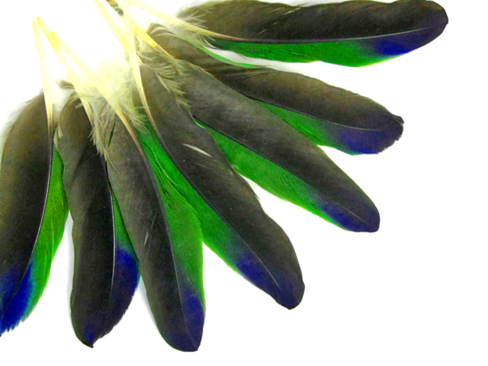 4 Pieces - Tri-Color Amazon Parrot Wing Feathers -Rare-