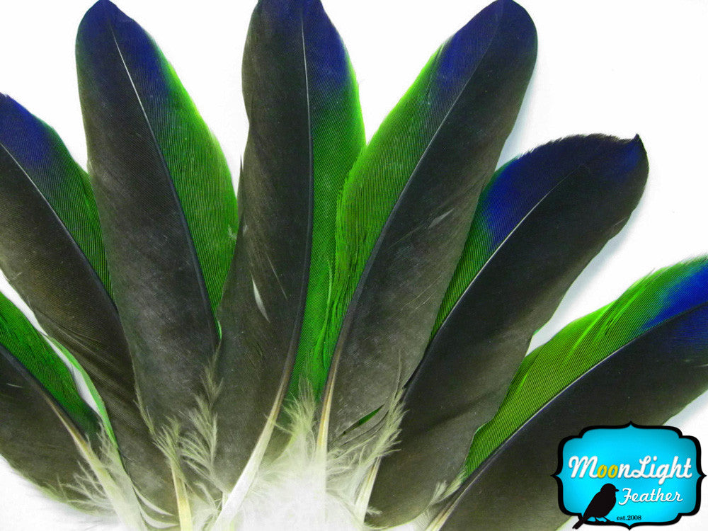 4 Pieces - Tri-Color Amazon Parrot Wing Feathers -Rare-