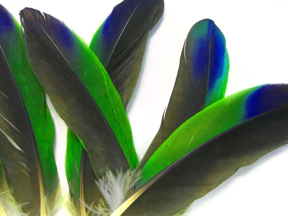 4 Pieces - Tri-Color Amazon Parrot Wing Feathers -Rare-
