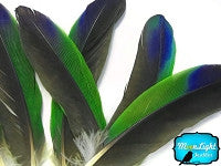 4 Pieces - Tri-Color Amazon Parrot Wing Feathers -Rare-