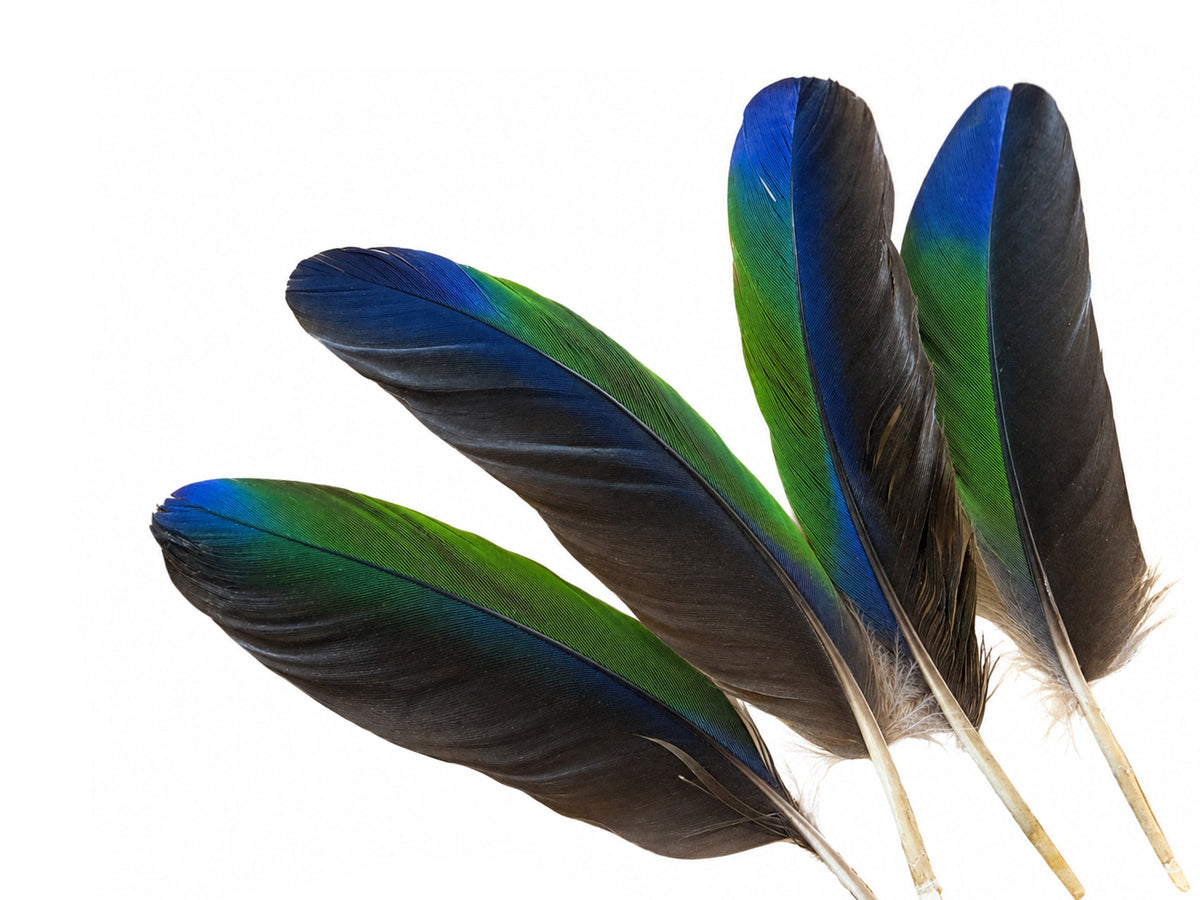 4 Pieces - Tri-Color Amazon Parrot Wing Feathers -Rare-