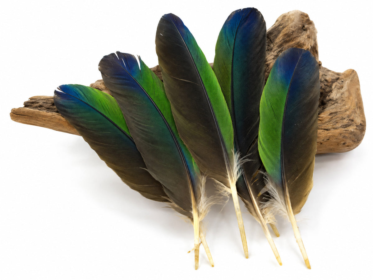 4 Pieces - Tri-Color Amazon Parrot Wing Feathers -Rare-