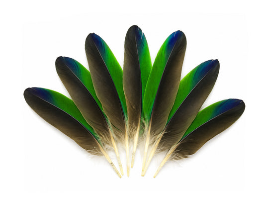 4 Pieces - Tri-Color Amazon Parrot Wing Feathers -Rare-