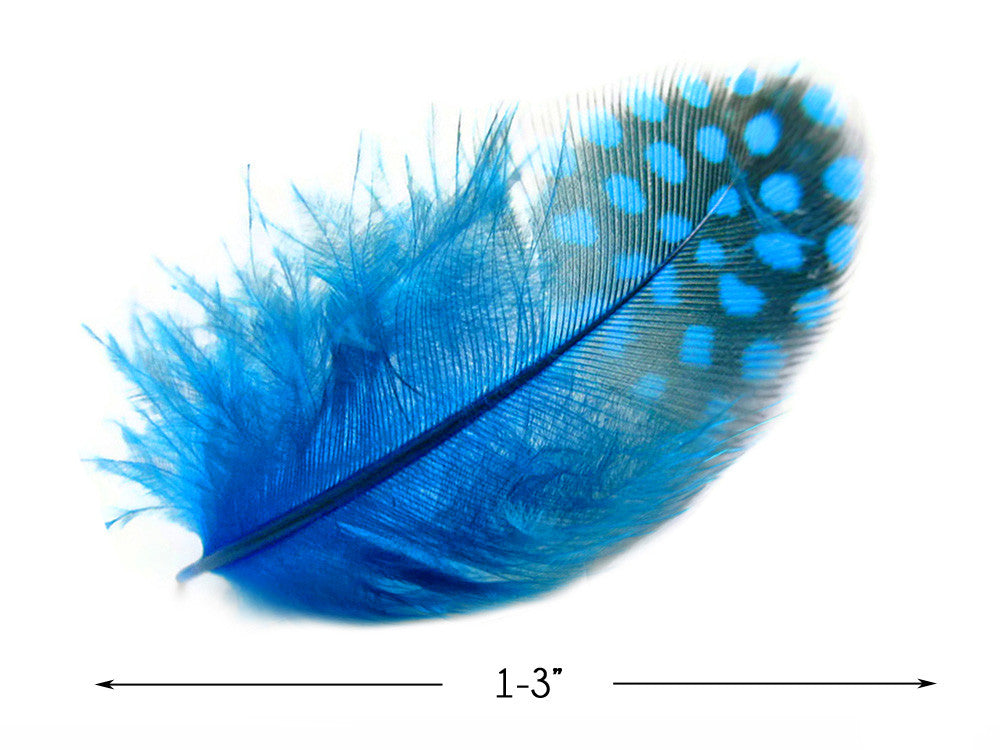 1/4 Lb - Turquoise Blue Guinea Hen Plumage Polka Dot Feathers Wholesale (Bulk)