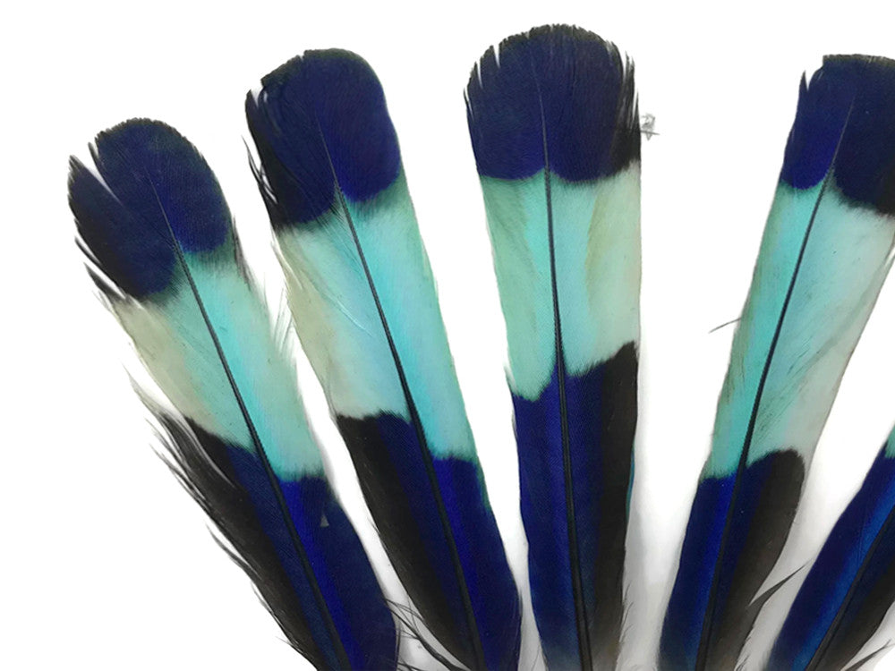4 Pieces - Natural Turquoise Blue Indian Roller Exotic Tail Feathers