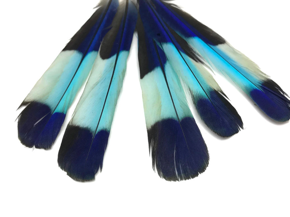 4 Pieces - Natural Turquoise Blue Indian Roller Exotic Tail Feathers