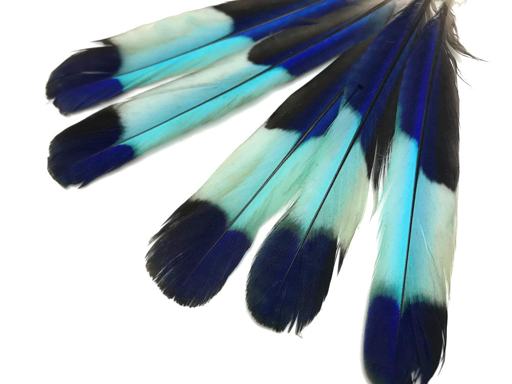 4 Pieces - Natural Turquoise Blue Indian Roller Exotic Tail Feathers