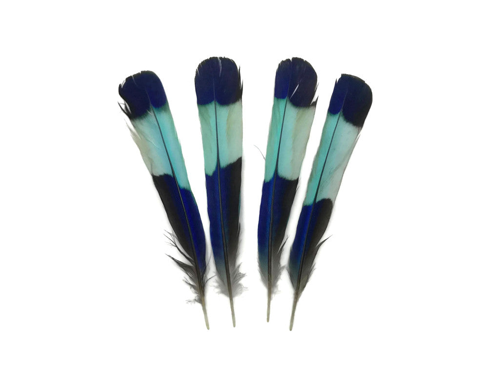 4 Pieces - Natural Turquoise Blue Indian Roller Exotic Tail Feathers
