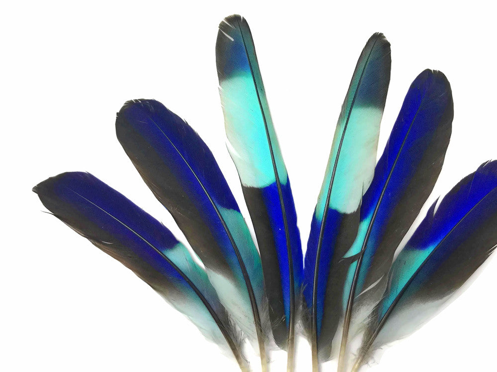 4 Pieces - Natural Turquoise Blue Indian Roller Exotic Wing Feathers
